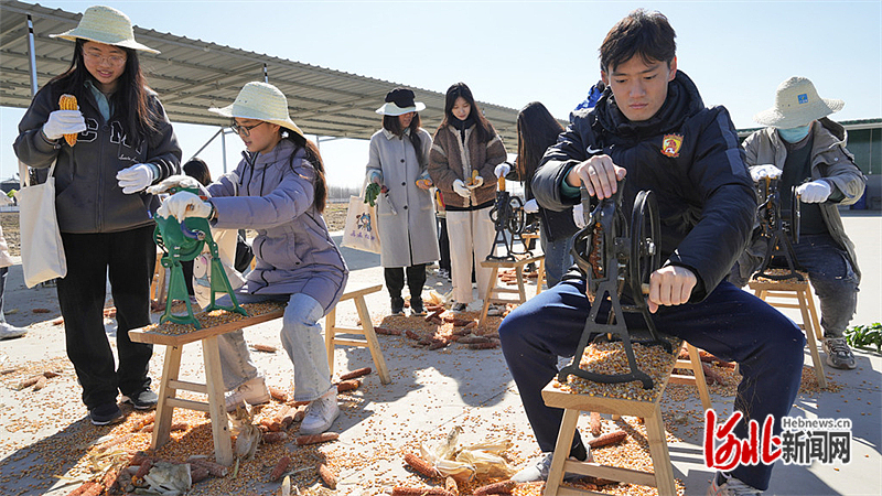 河北涿州：大学生进田间3.jpg