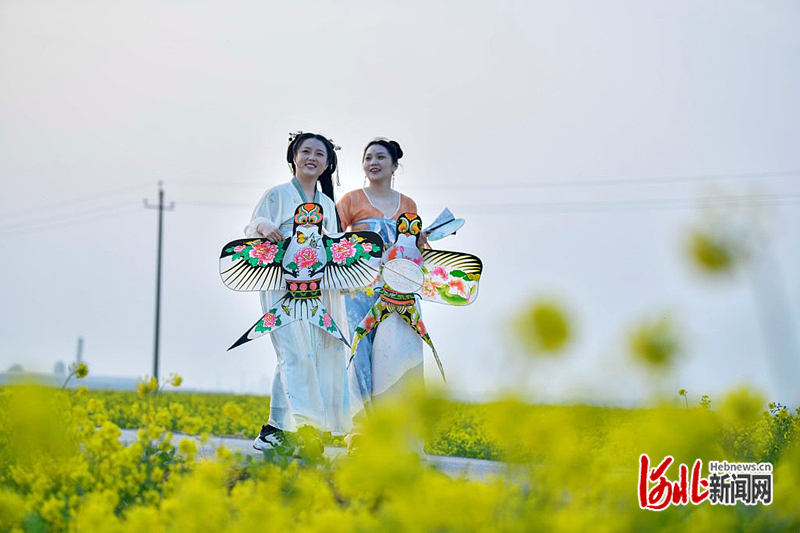 河北广平：油菜花开醉游人1_副本.jpg