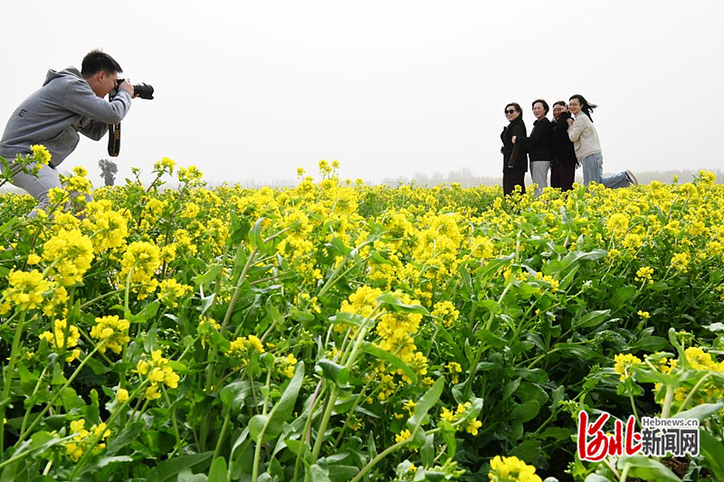 河北广平：油菜花开醉游人2_副本.jpg