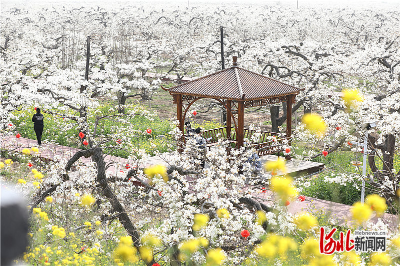 第二十三届赵州梨花节暨招商引资洽谈会开幕