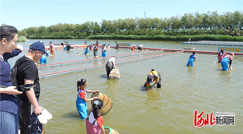 游客下水搬罾捕鱼,体验渤海古老的捕鱼乐趣。（资料图片）.png