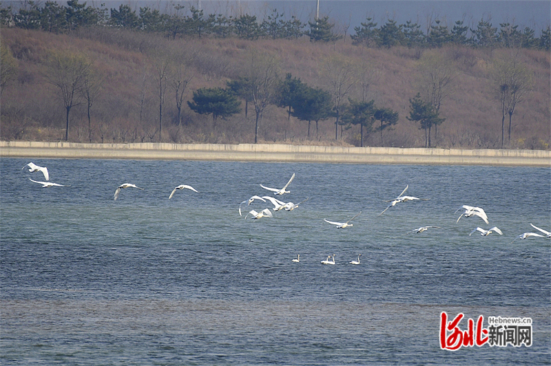 国家二级保护动物白天鹅在迁安市黄台湖水面上飞翔。.jpg