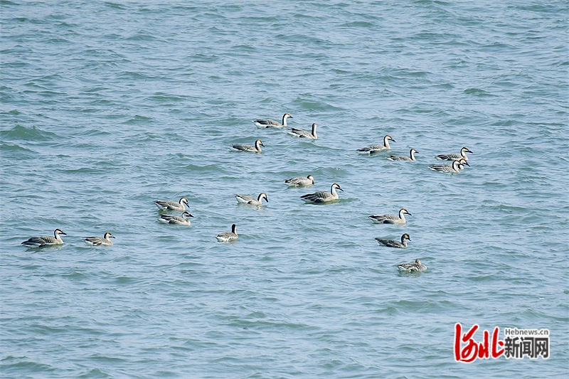 一群大雁在迁安市黄台湖水中觅食。.jpg