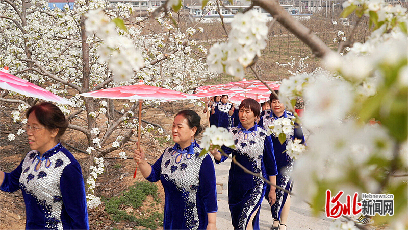 图3：4月9日，迁安市旗袍爱好者在梨园中走秀。.jpg