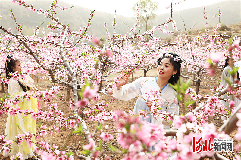 唐山市丰润区：桃花朵朵迎客来
