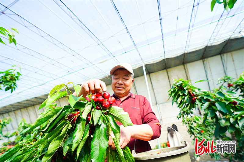 图2：图为乐亭县毛庄镇大樱桃种植基地内，工人正在采收樱桃。通讯员侯亚婷摄.jpg
