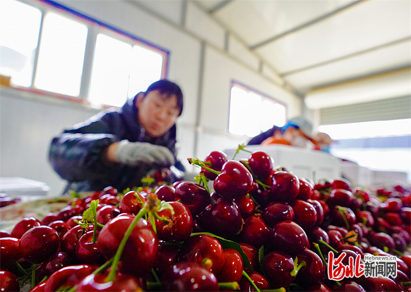 图3：图为乐亭县毛庄镇大樱桃种植基地内，工人正在分拣樱桃。通讯员侯亚婷摄.jpg