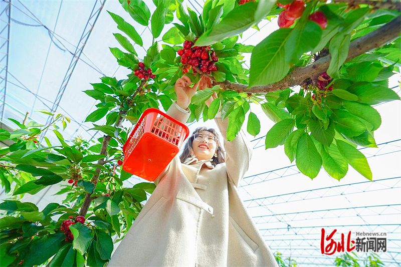 图1：图为游客正在大樱桃种植基地内进行采摘。通讯员侯亚婷摄.jpg