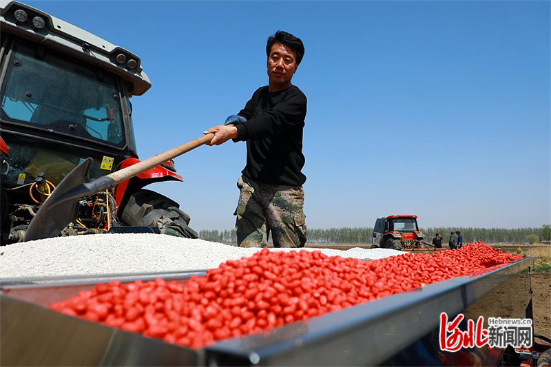 图片 1：滦南县柏各庄镇甜井庄村农民正在给播种机添加花生种子和肥料。.png