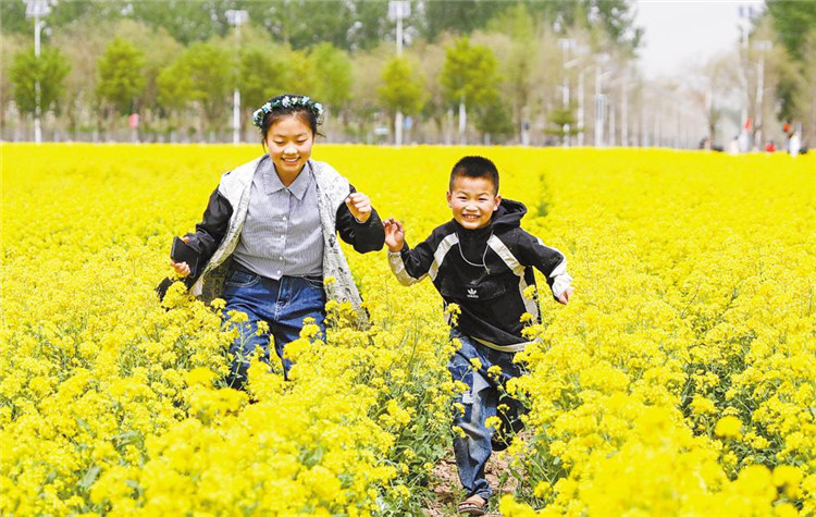 固安林城油菜花花田图片