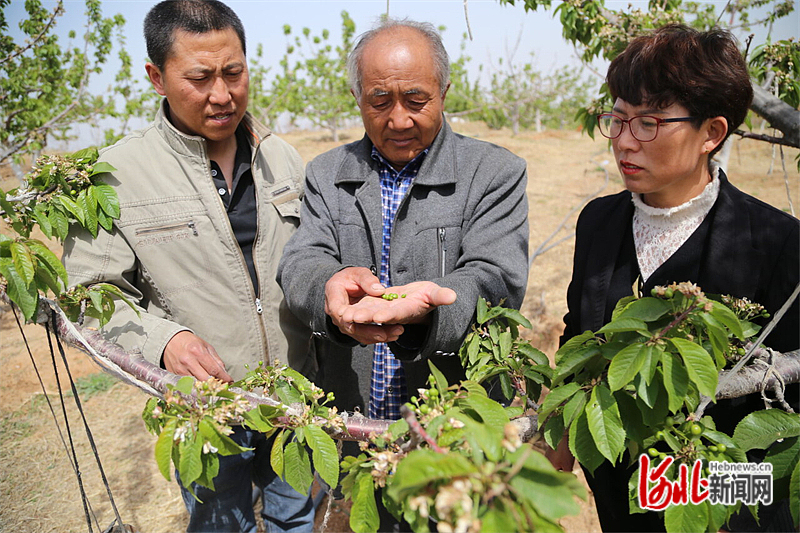 图3：农技人员正在和农民交流樱桃的管护知识。.jpg