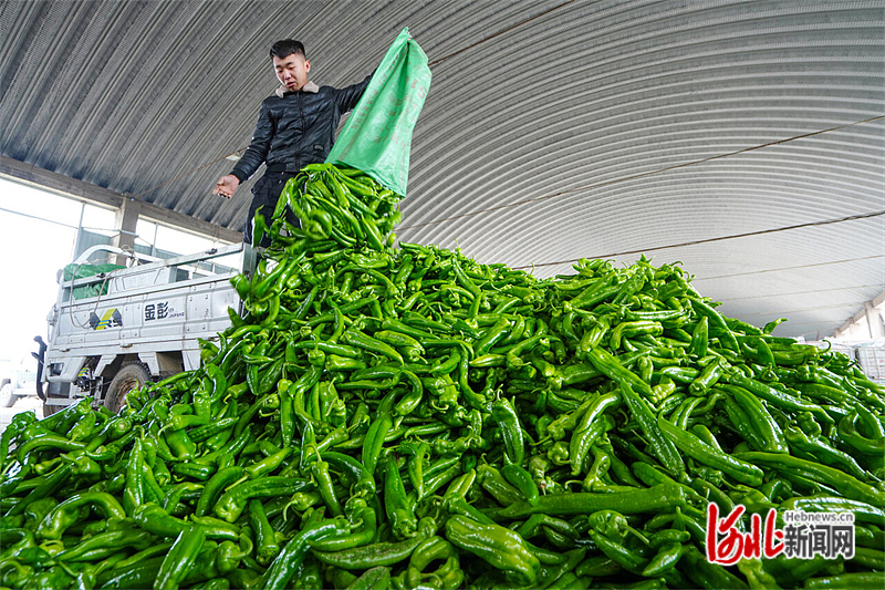 图3：滦南县农民在打理辣椒，准备分拣装箱。.jpg