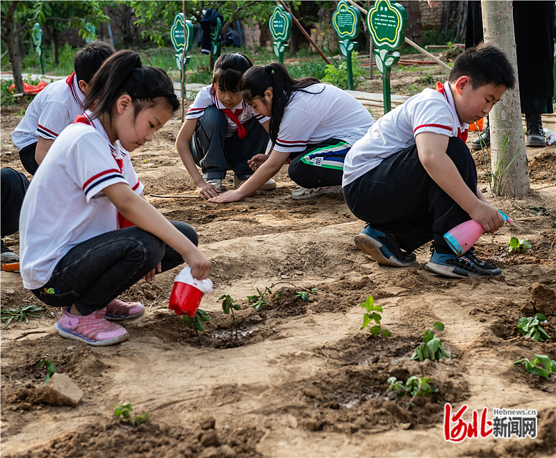 枣强县第四小学的学生正在为刚种植的药材浇水培土。.jpg