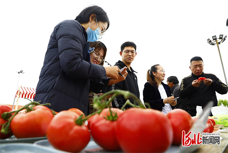 图1：活动现场专家正在对西红柿进行品鉴打分。通讯员杜昭摄.jpg