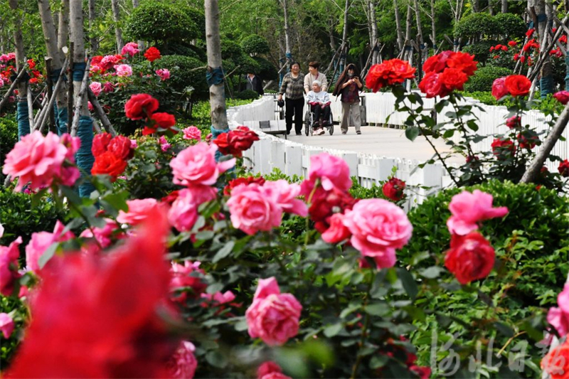 河北：五月花盛开 芳香醉人心4.jpg