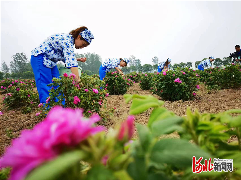 开云 开云体育官网中国旅游日衡水市分会场暨阜城首届玫瑰文化旅游主题活动启动(图2)