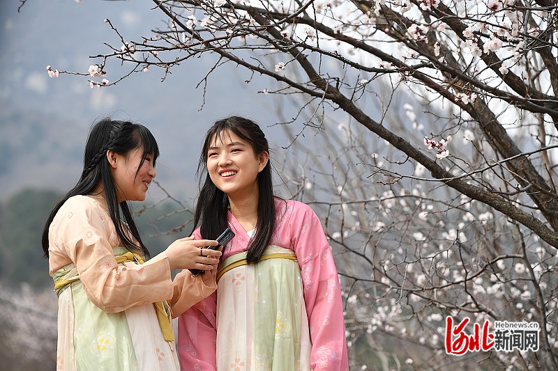 春游石家庄 l 赞皇县近万亩杏树进入盛花期_河北新闻网
