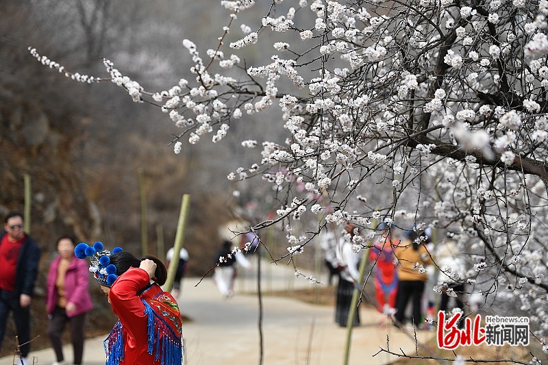 春游石家庄 l 赞皇县近万亩杏树进入盛花期_河北新闻网