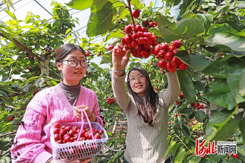 图为游客在唐自头镇高家团城村采摘樱桃.