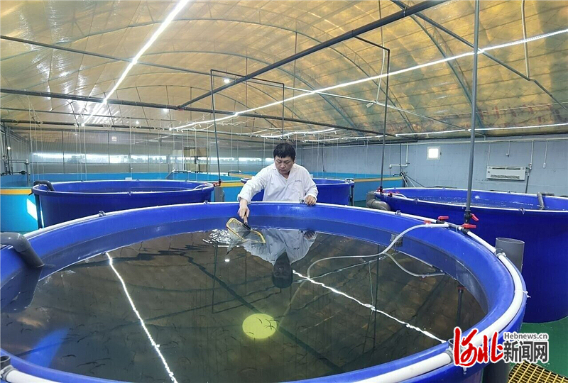 乡村行·看振兴丨海水循环养“绿色鱼虾”