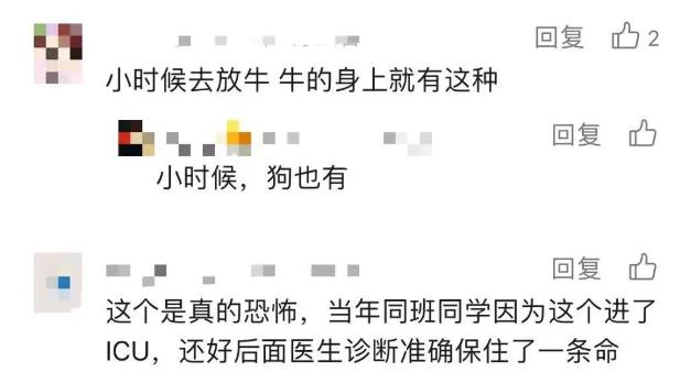 女子被咬7天后死亡!户外出行警惕"小黑点"_河北新闻网