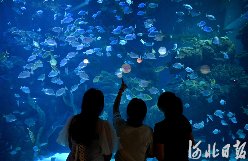 河北邯郸:感受海洋生物多样性