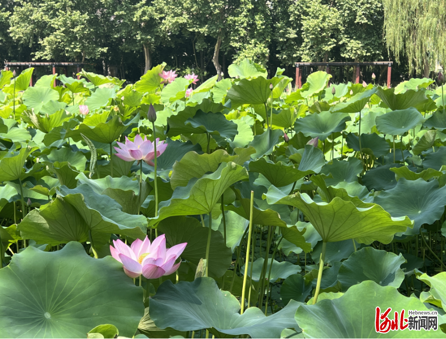 荷你来一场夏日邂逅!石家庄市裕西公园第一波荷花开了