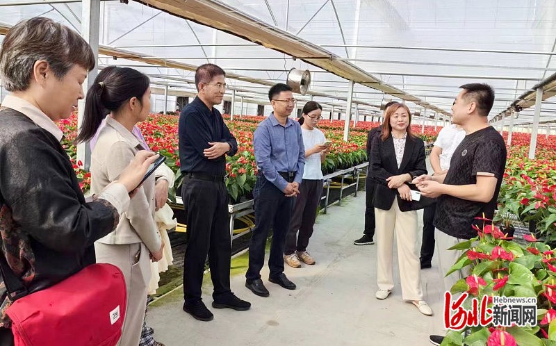 河北省现代农业产业技术体系花卉创新团队:到定兴高端红掌花卉产业园考察指导