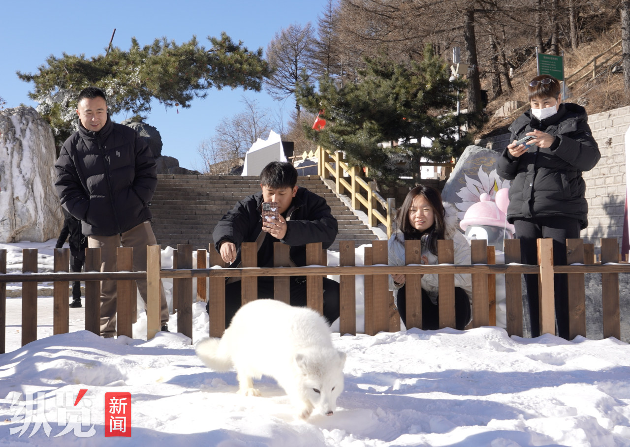 春节期间，涞源白石山景区推出极地萌宠闹新春等主题活动吸引游客。图为近日游客在景区与北极狐互动。 邸威摄.jpg