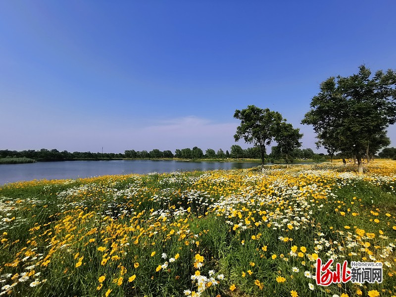 石家庄市滹沱河生态区：夏日金色花田 野趣横生美如画(图1)