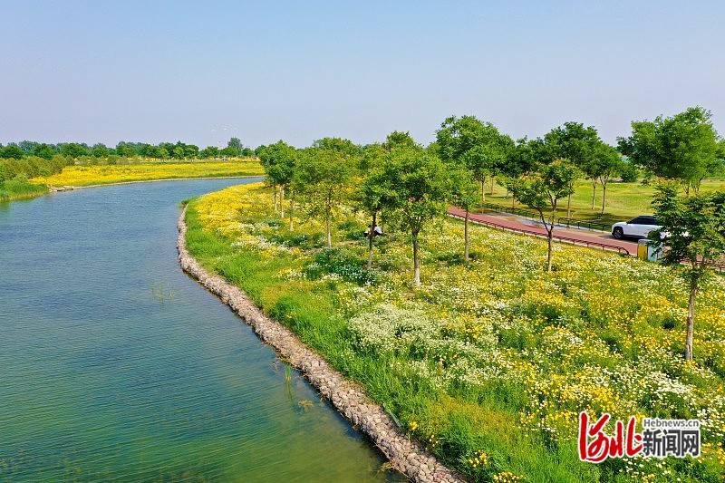 石家庄市滹沱河生态区：夏日金色花田 野趣横生美如画(图2)