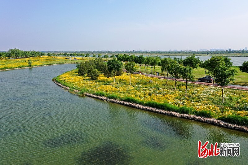 石家庄市滹沱河生态区：夏日金色花田 野趣横生美如画(图3)
