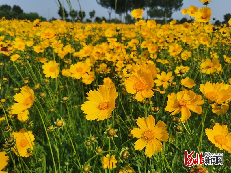 石家庄市滹沱河生态区：夏日金色花田 野趣横生美如画(图4)