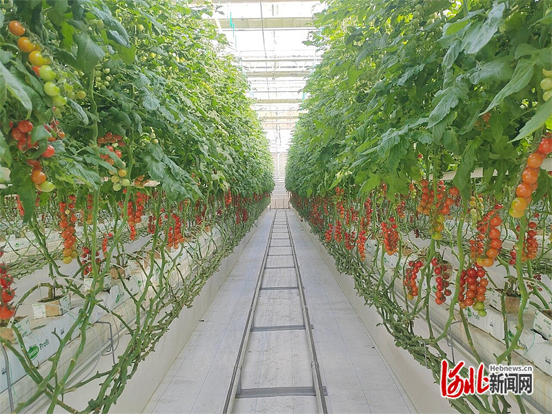 新闻纵深·雄安未来之城场景汇｜智能管控让种菜变得简单(图1)