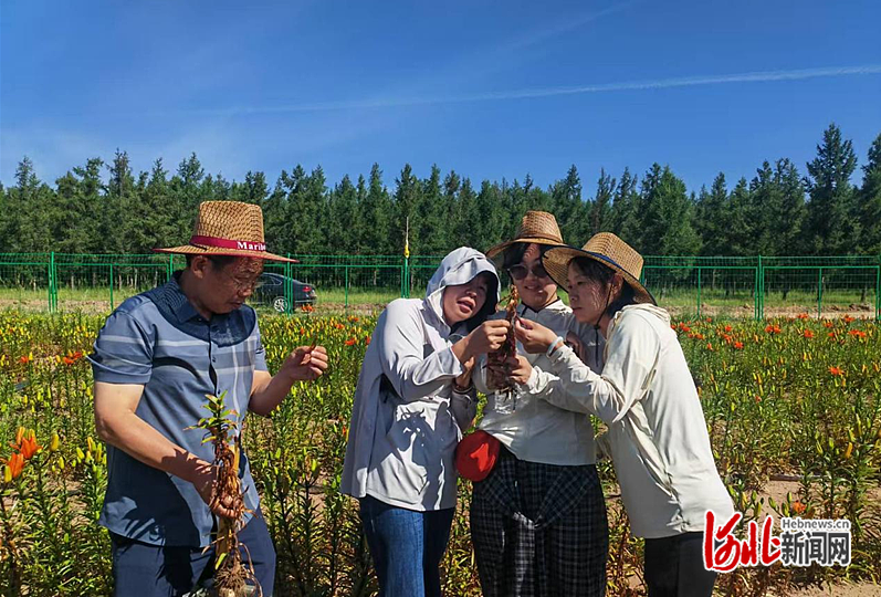 河北省百合栽培现场观摩暨技术交流会在张家口市康保县举办(图2)